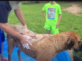 Ce Saint Bermastiff est lavé dans une piscine