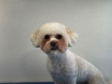 Le toilettage d'un Cavachon