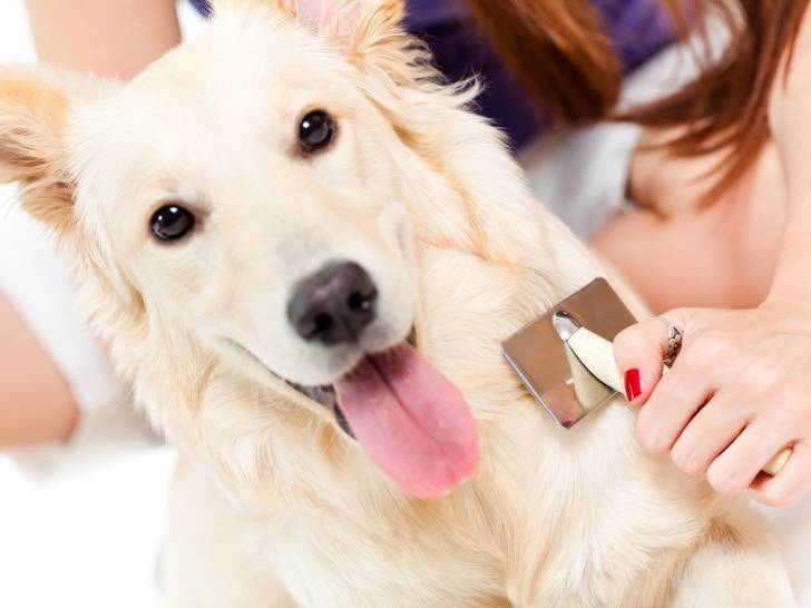 Brosser le poil de son chien - L'entretien du poil du chien : entretenir et nettoyer le pelage de son chien