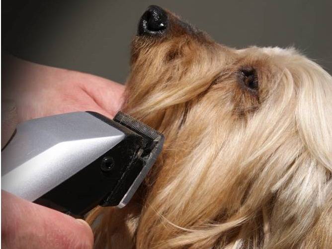 Comment tondre le pelage d'un chien