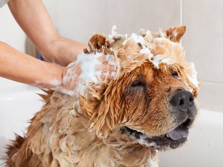 Donner un bain à son chien - L'entretien du poil du chien : entretenir et nettoyer le pelage de son chien