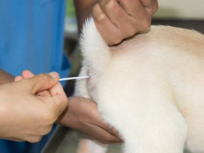 Un vétérinaire vide les glandes anales d'un chien