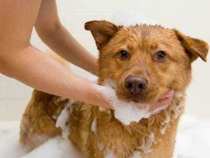 Une femme lave son chien avec du savon