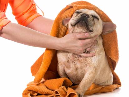 L'entretien du poil du chien : entretenir et nettoyer le pelage de son chien