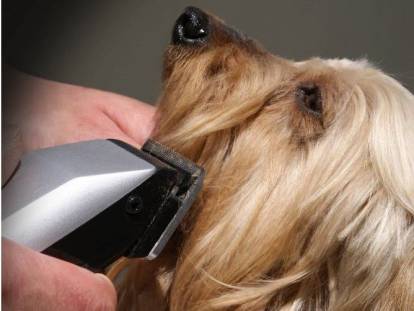 La tondeuse pour chien : pourquoi, laquelle et comment l'utiliser