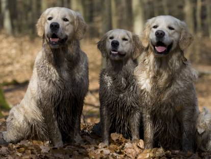 Trois chiens Golden Retriever couverts de boue