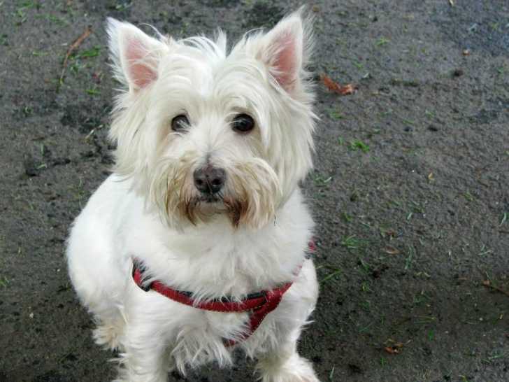 Nettoyer la moustache d'un chien blanc