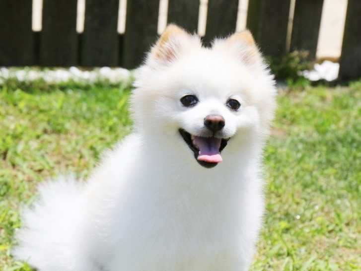 Rendre le pelage de son chien soyeux