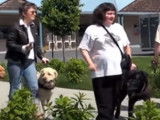 Les chiens d'assistance de la fondation Mira