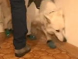 Un chien dressé pour détecter la mérule