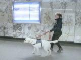 La formation des chiens guide pour aveugles