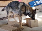 La formation d'un chien de recherche de stupéfiants