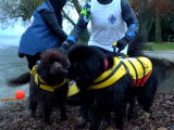 L'entraînement de Terre-Neuves au sauvetage aquatique