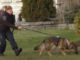 Les chiens policiers de la ville de Gatineau