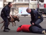Démonstration de chiens policiers neutralisant des délinquants