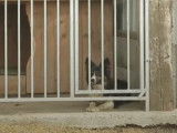Comment abriter un chien de troupeau quand il ne travaille pas