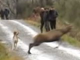 Un cerf malin échappe à un équipage de chasse à courre