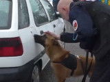 Démonstration de chiens policiers et de chiens pompiers