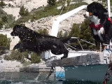 Démonstration de chiens Terre-Neuve sauveteurs en mer