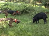 Entraînement de jeunes chiens à la chasse au sanglier