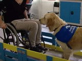 La formation d'un chien d'assistance pour personne handicapée