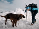 Le travail et l'entraînement de chiens d'avalanche