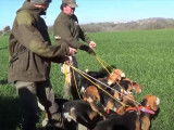Des chiens courants à la poursuite de lièvres en concours de chasse