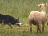 Le championnat de France de chiens de troupeaux sur ovins