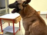 Un chien formé pour détecter le cancer de la prostate