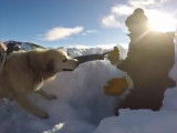 À la découverte du métier de maître chien d'avalanche
