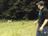 L'entraînement à la longe d'un chien de pied (ou rapprocheur)