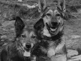 Images d'archives : les chiens soldats de la Première Guerre Mondiale