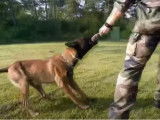Le dressage d'un chien militaire dans l'armée de terre