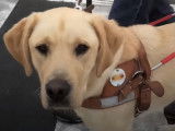 La formation d'un chien guide d'aveugle