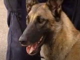 La formation d'un chien démineur de la police