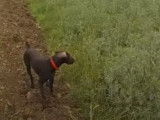 Un concours de chasse au faisan au chien d'arrêt