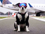 Un chien dressé pour chasser les oiseaux d'un aéroport