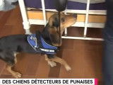La détection de punaises de lit par un chien