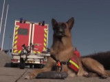 Un entraînement de chiens sapeurs-pompiers
