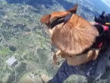 Un chien militaire en plein saut en parachute