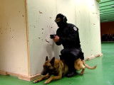 Entrainement des chiens du RAID