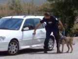 Intervention d'un Berger Malinois lors d'un exercice de police