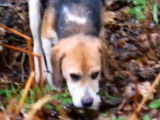 Chasse au lapin avec des Beagles en Louisiane