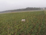 Chasse aux gibiers pour un setter anglais