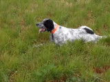 Entrainement à la chasse pour un Setter Anglais