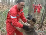 Chiens pompiers de recherche de personnes disparues dans les forêts de l'Oise