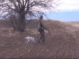 Chasse sur des perdrix et des cailles pour un Pointer Anglais