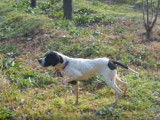 Dressage d'un Pointer Anglais de 6 mois