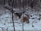 Chasse aux lapins dans la neige pour des Beagle