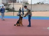 Dressage d'attaque d'un Berger Allemand